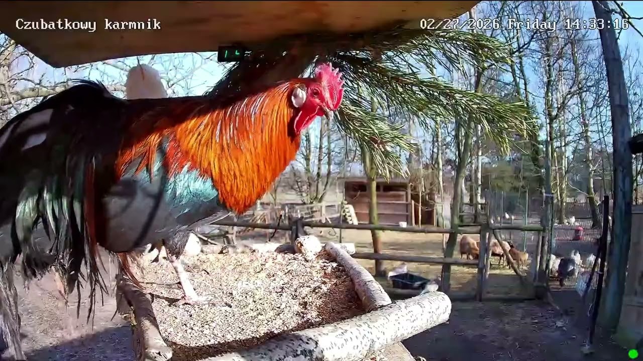 Czubatkowy karmnik, Bird feeder, Podkarpackie Voivodeship, Poland 2026/02/27