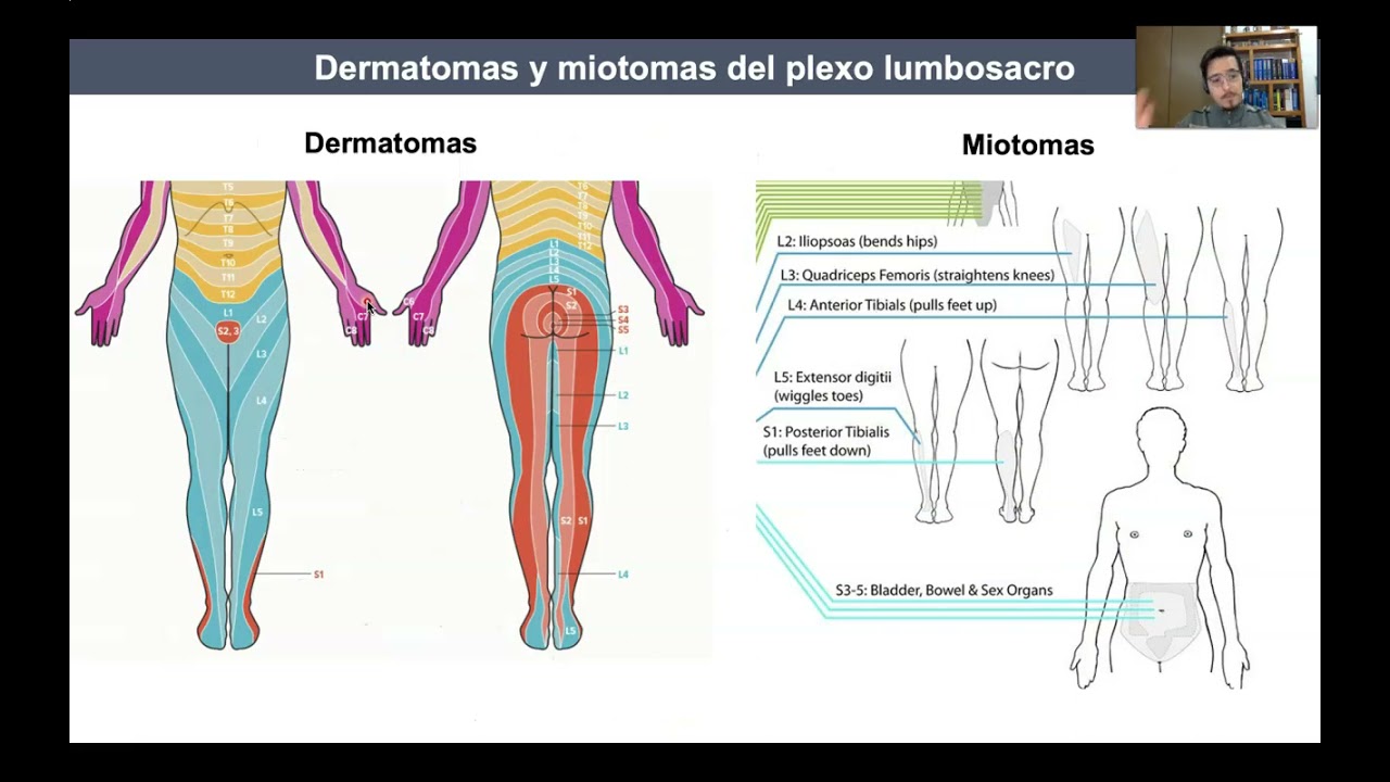 Tema 2. Plexo lumbosacro