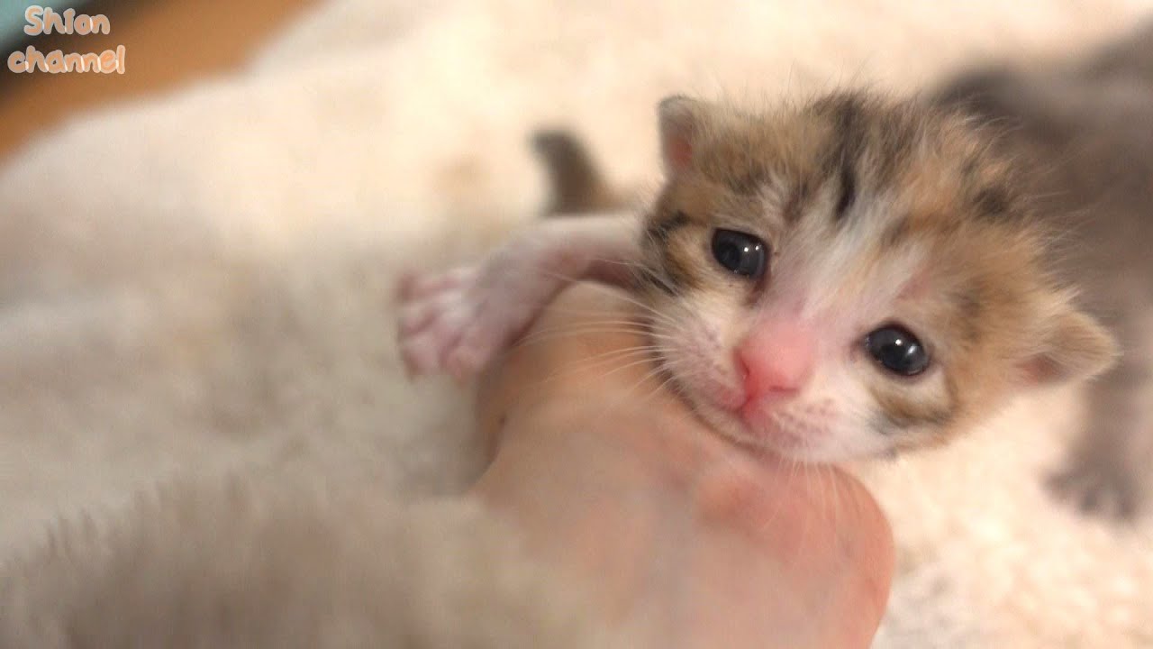 【生後14日】おはよう！朝は元気な挨拶から始まる子猫たち