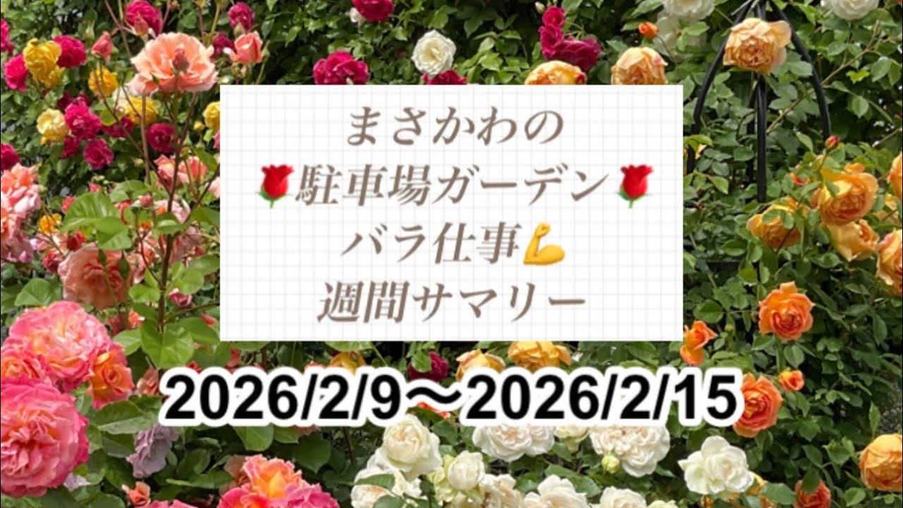 🌹駐車場ガーデン🌹バラ仕事💪 週間サマリー 2026/2/9〜2/15