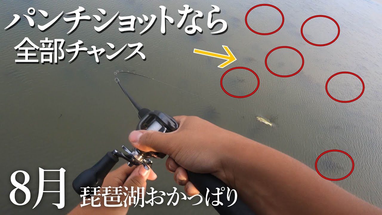 【8月の琵琶湖おかっぱり】このウィードエリア、デカバスだらけです。