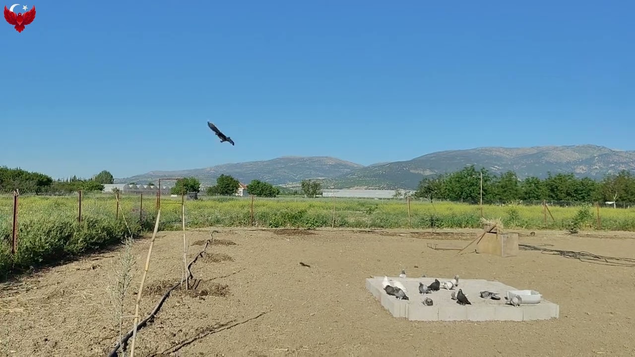 KARTAL SALDIRDI 🦅 - KUŞLAR DAĞILDI YOK BÖYLE ŞANS 😡 - Taklacı Güvercin Oyunkuşu 🕊️