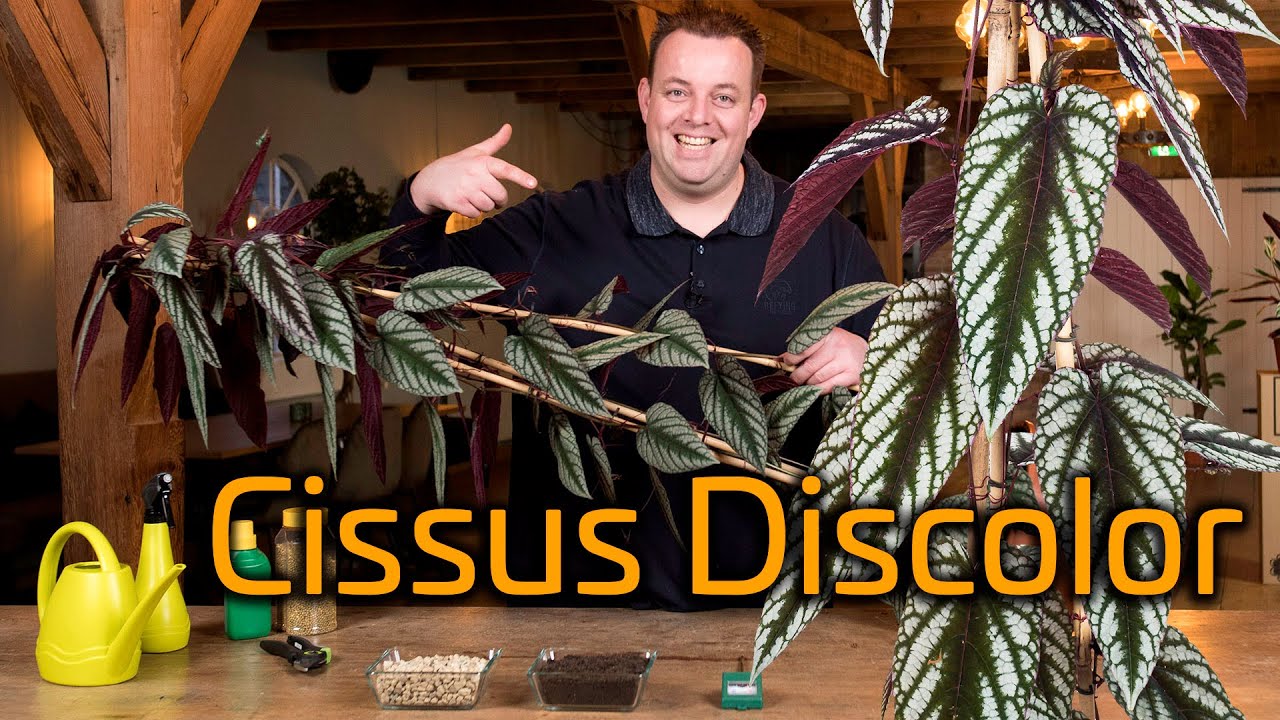 Tips voor de verzorging van je Cissus Discolor