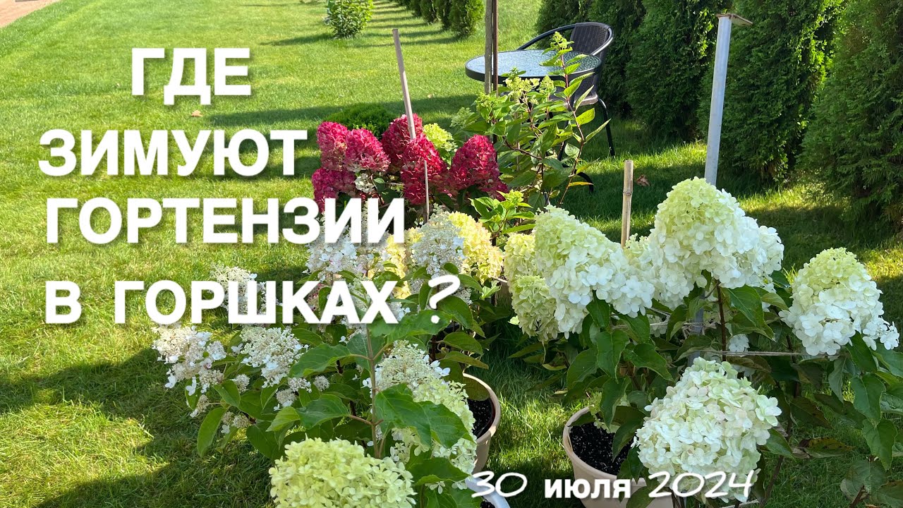 ПОЧЕМУ ГОРТЕНЗИИ В ГОРШКАХ И ГДЕ ОНИ ЗИМУЮТ?