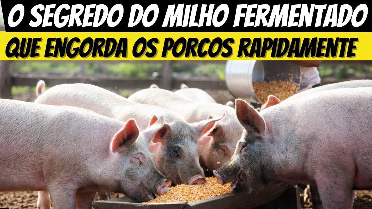 MEUS PORCOS  De Magros a Gigantes  O Milagre do Milho Fermentado em 60 Dias