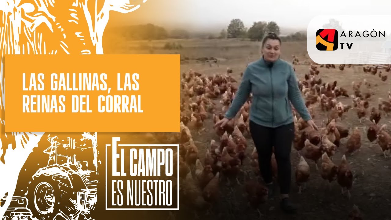 Las gallinas, las reinas de este corral