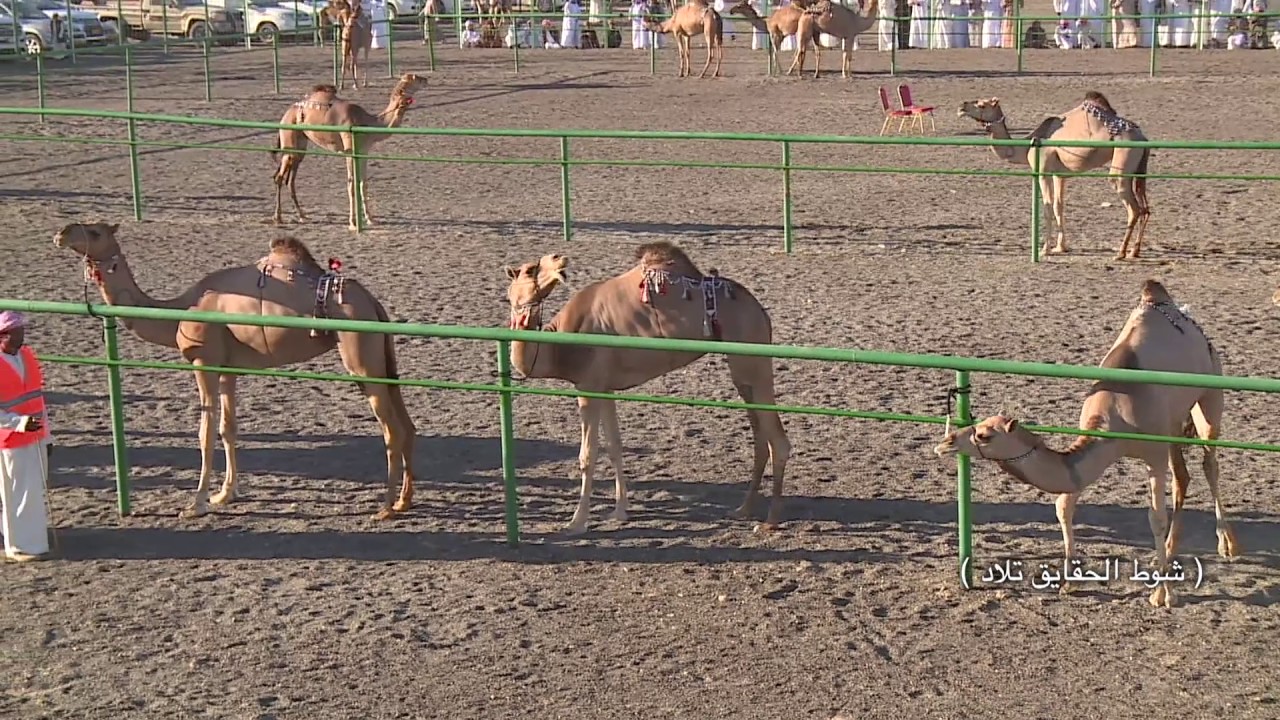 قناة الواحة تقدم مهرجان حمراء الدروع الموسم الثالث اليوم الثاني 2