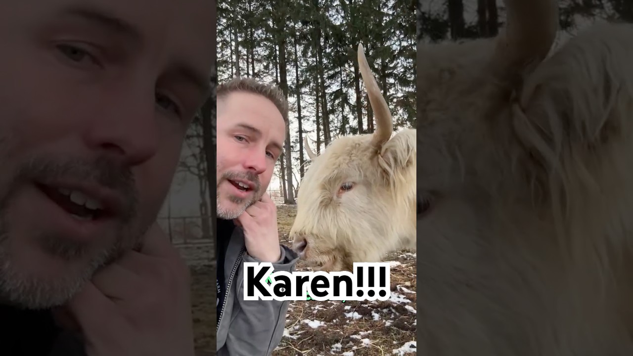 Это не та же самая корова...