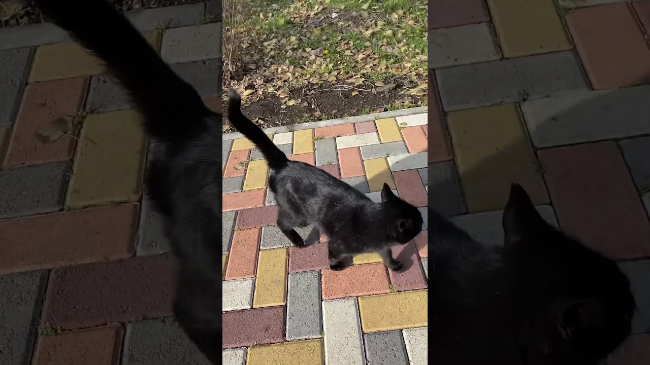 The Black Cat 
