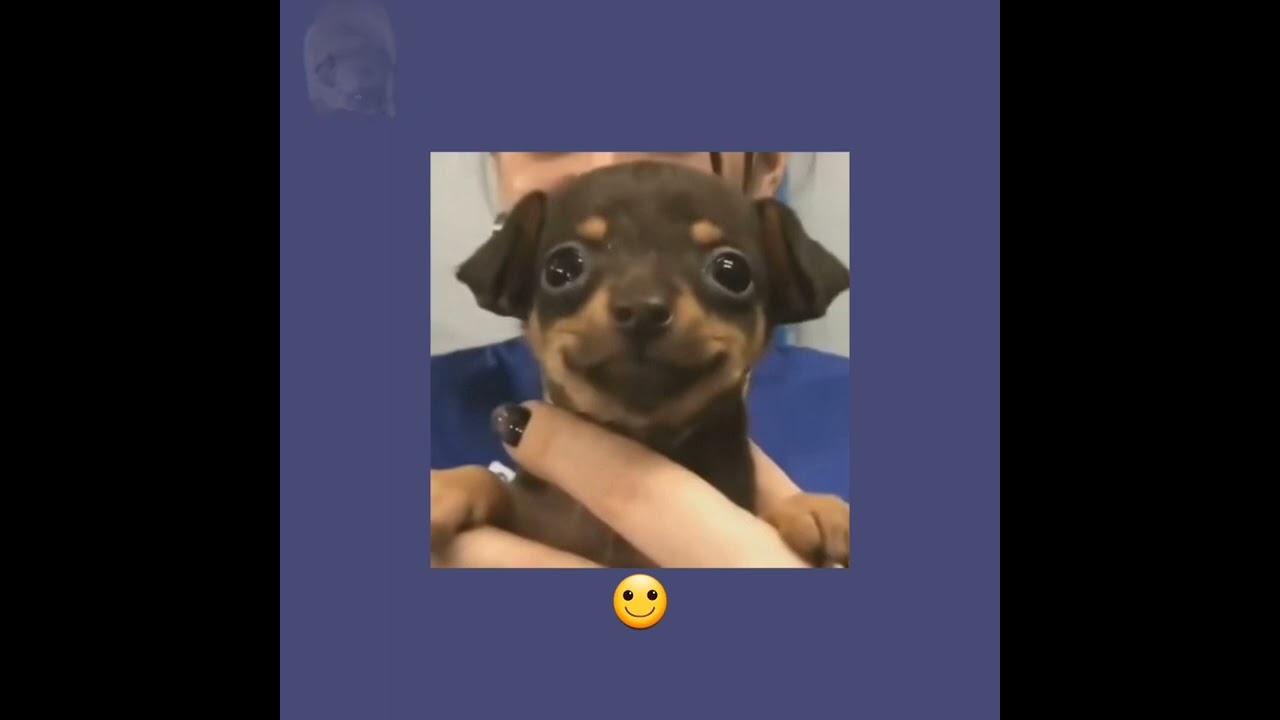 Koinu no Carnival • Minute Waltz (slowed / daycore)