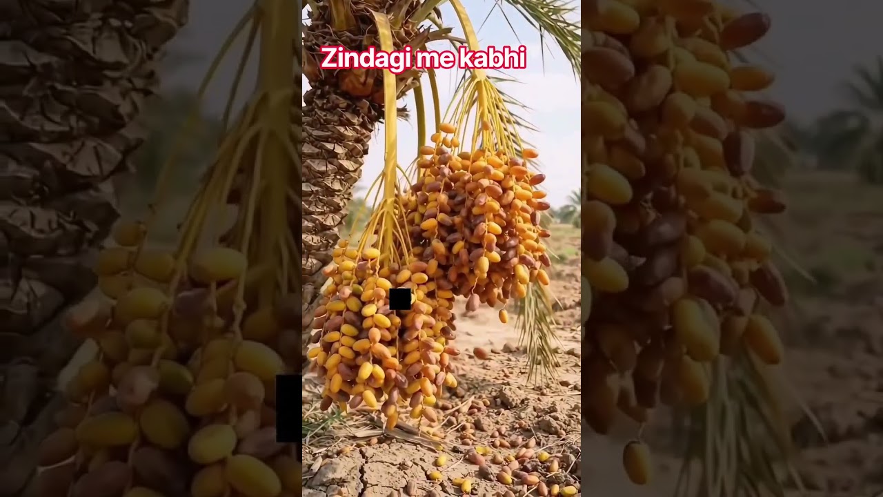 islamic video islamic information urdu line #youtubeshorts #viral