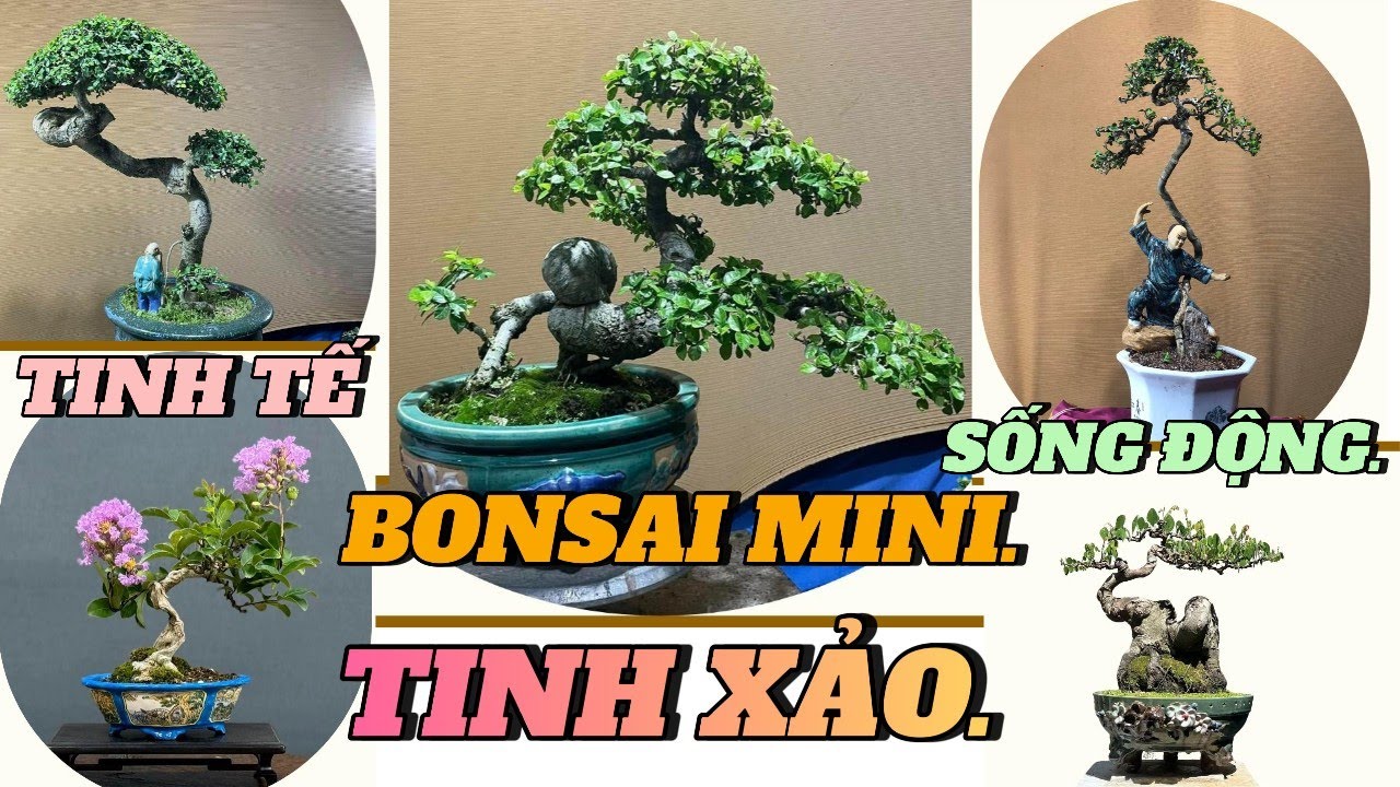 Cây bonsai mini nhỏ nhắn, tinh tế, sống động, dễ biến hóa, có thể bày biện tùy ý #caycanh