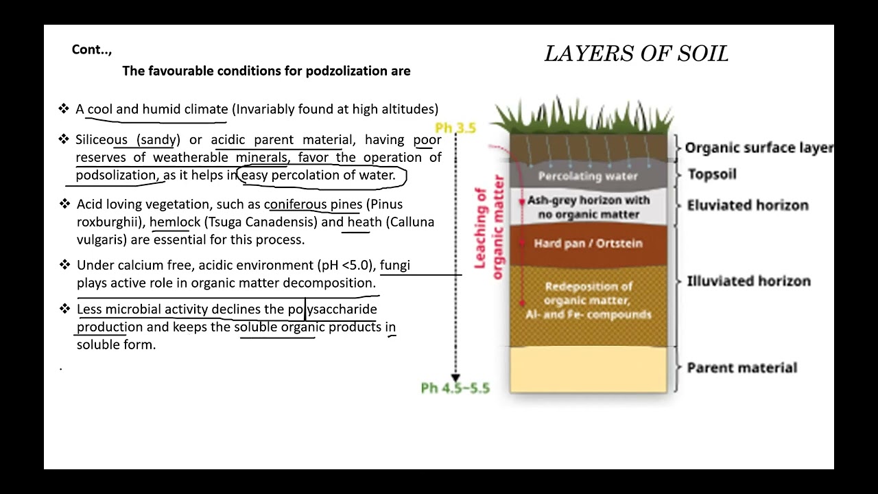Specific pedogenic processes #PODZOLIZATION #soa #soilscience #agristudent