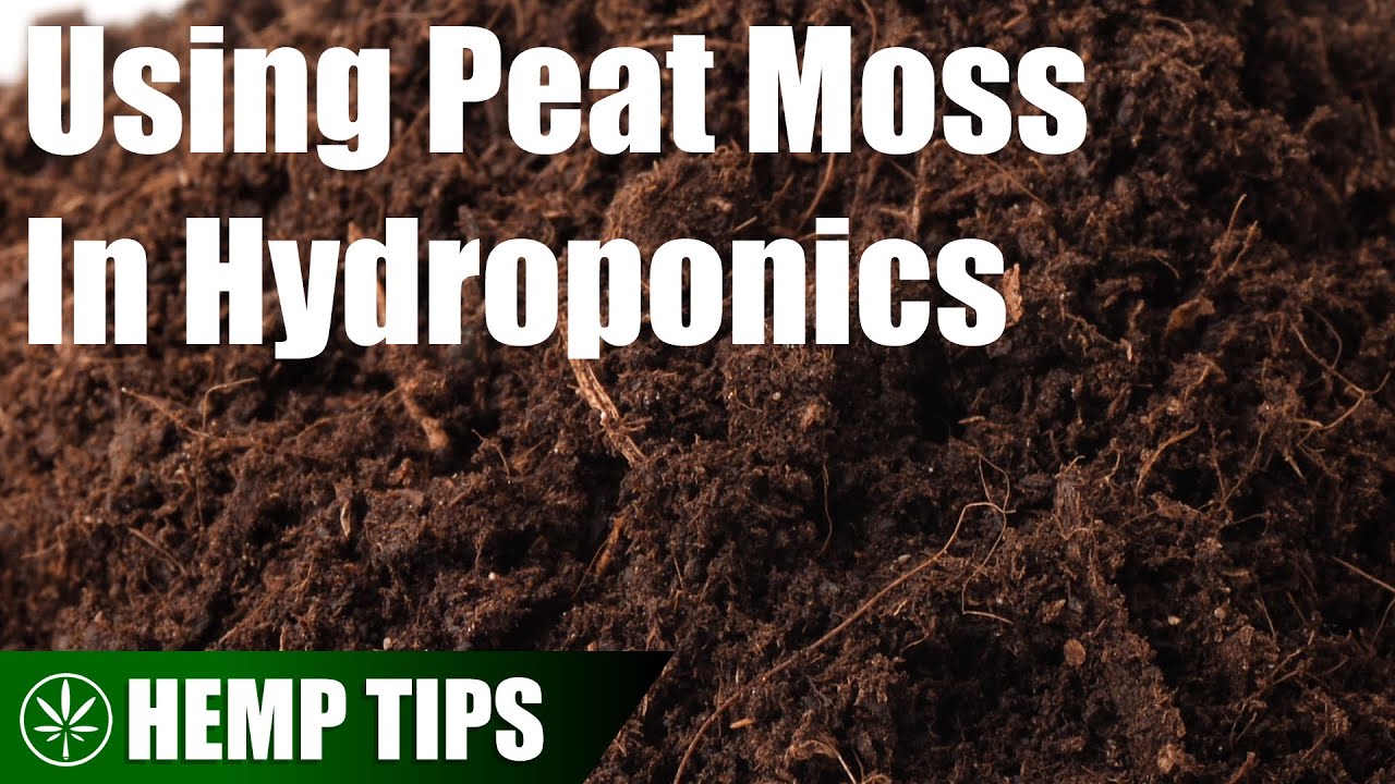 How to Use Peat Moss In Hydroponics