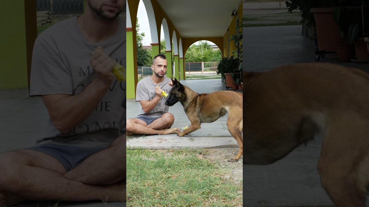 I Hate this Part II #elliedog #malinois #malinoismonday #belgamalinois