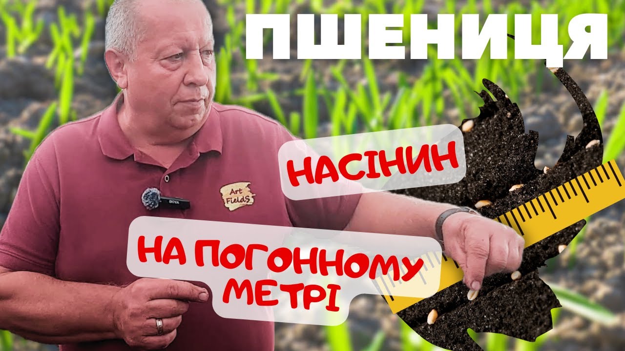 ⁉️КІЛЬКІСТЬ НАСІНИН ПШЕНИЦІ🌾 на погонному метрі в залежності від сівалки 🚜