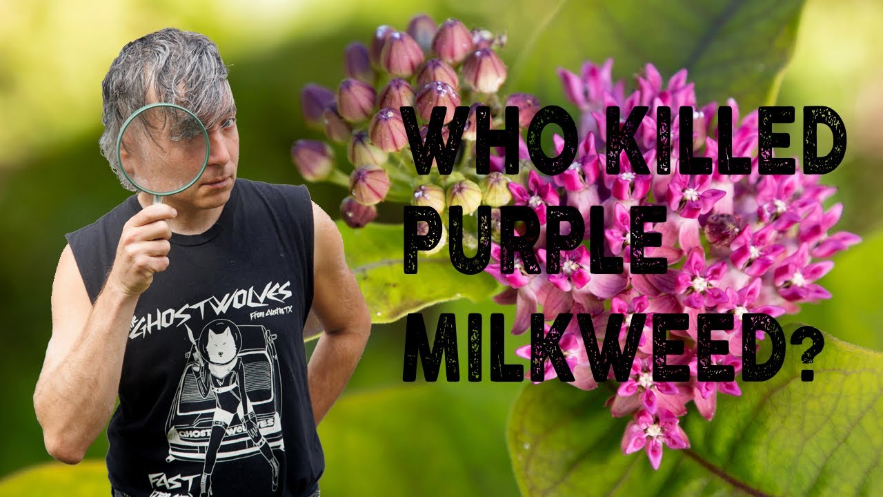 Who Killed Purple Milkweed?