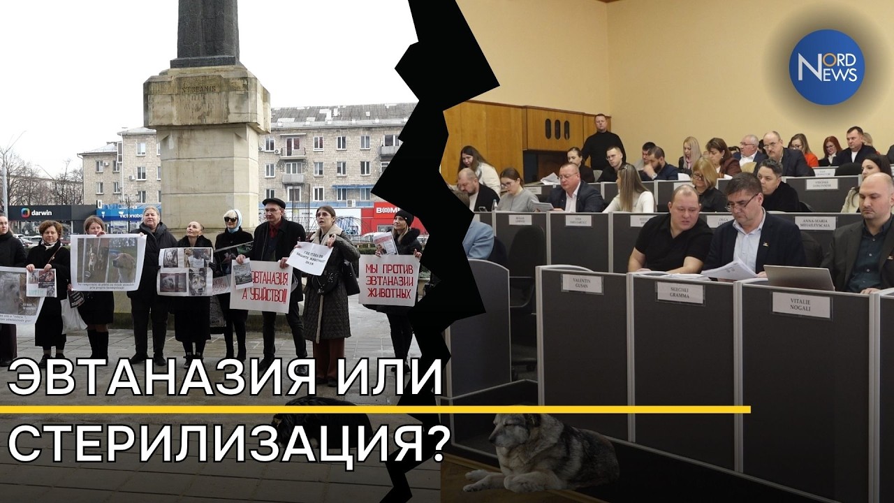 Скандал вокруг эвтаназии бездомных животных в Бельцах. Что решили советники