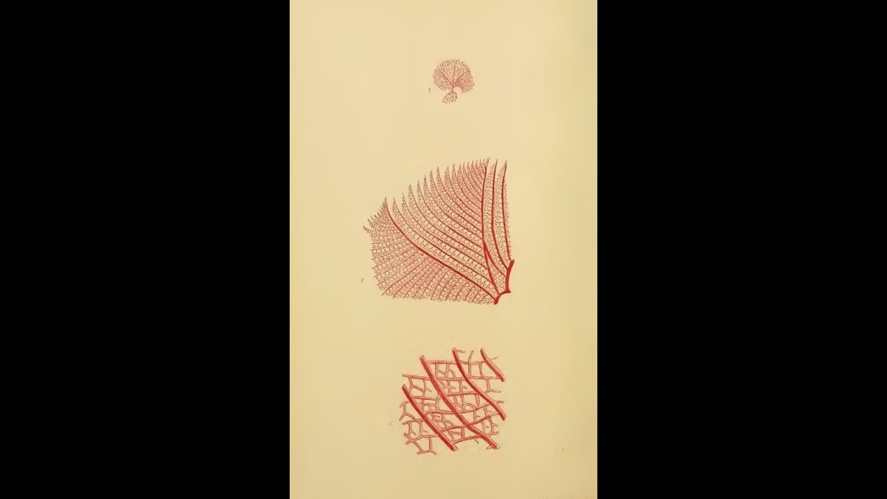 Bennett's Seaweed Song