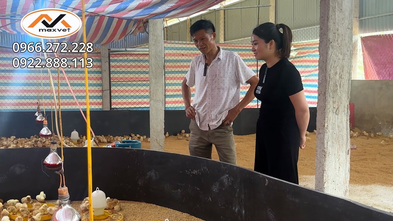 Hen khẹc Ecoli kéo màng bệnh đáng sợ trong chăn nuôi gà | Cách phòng bệnh mới nhất hiện nay