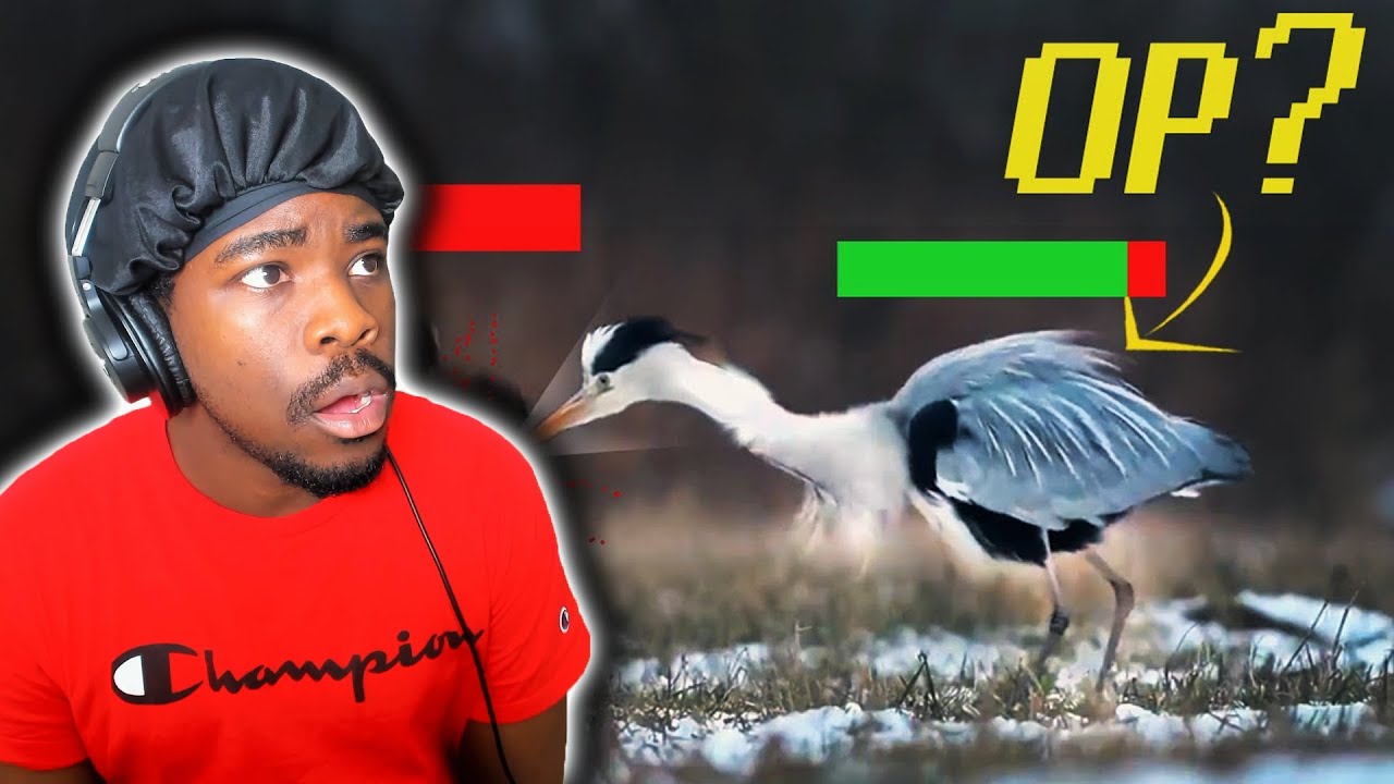 TierZoo The Bird Tier List Reaction
