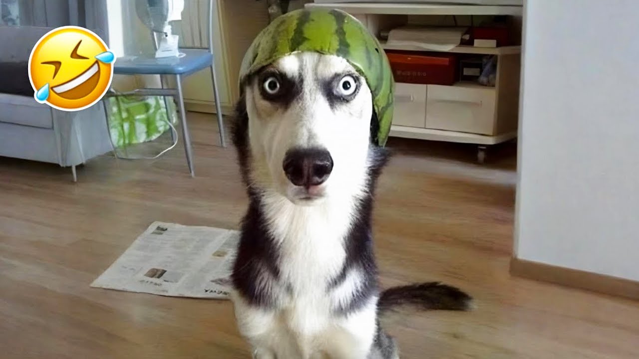 Unexpected Laugh with these Funny Dogs - Best Funniest Dog Videos of The Year