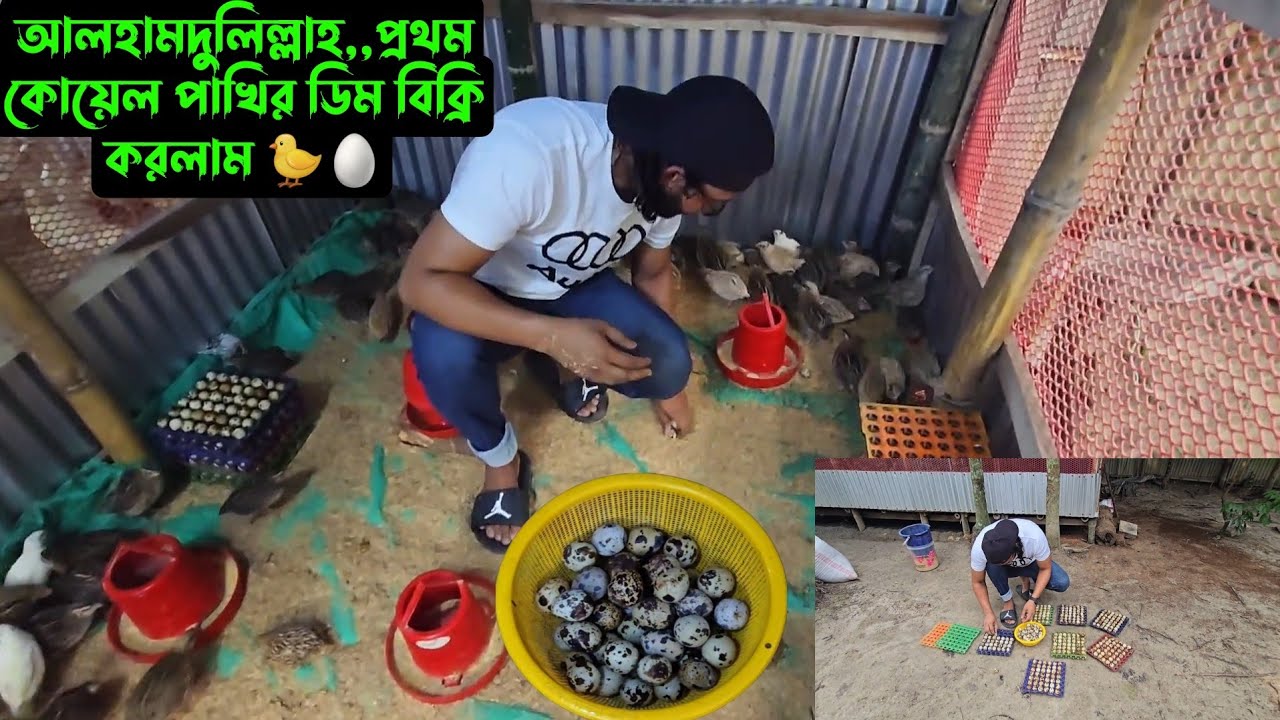 আলহামদুলিল্লাহ,,প্রথম কোয়েল পাখির ডিম বিক্রি করলাম 🐤🥚