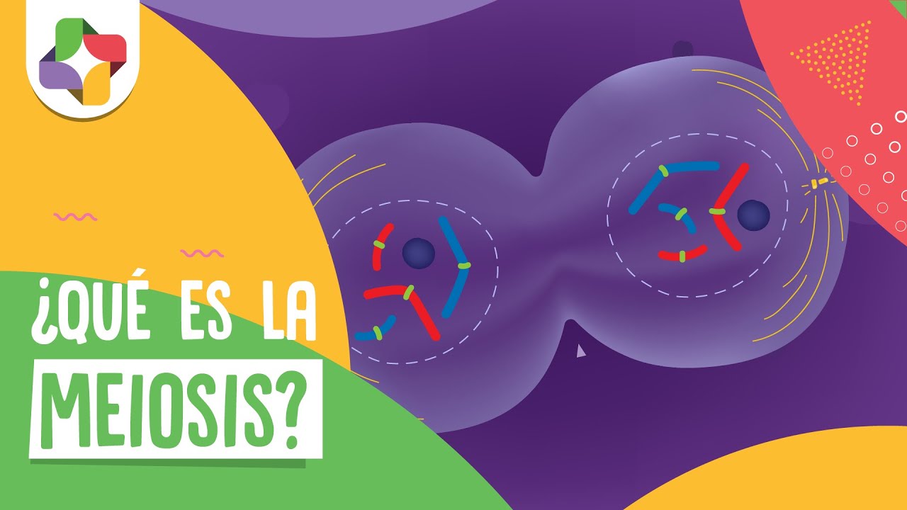 Introducción a la meiosis - Biología - Educatina