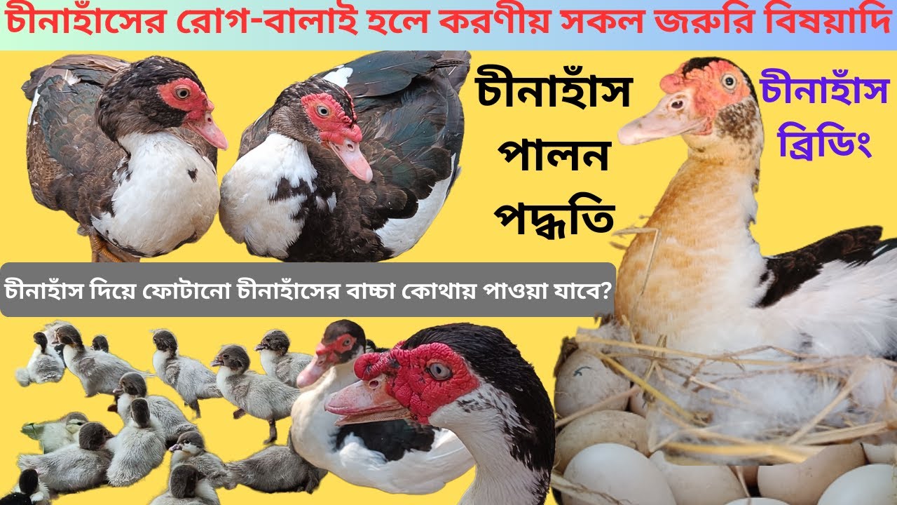 উৎকৃষ্ট মানের চীনাহাঁসের বাচ্চা কিনতে চান? চীনাহাঁস পালন। চীনাহাঁসের খামার ২০২৩