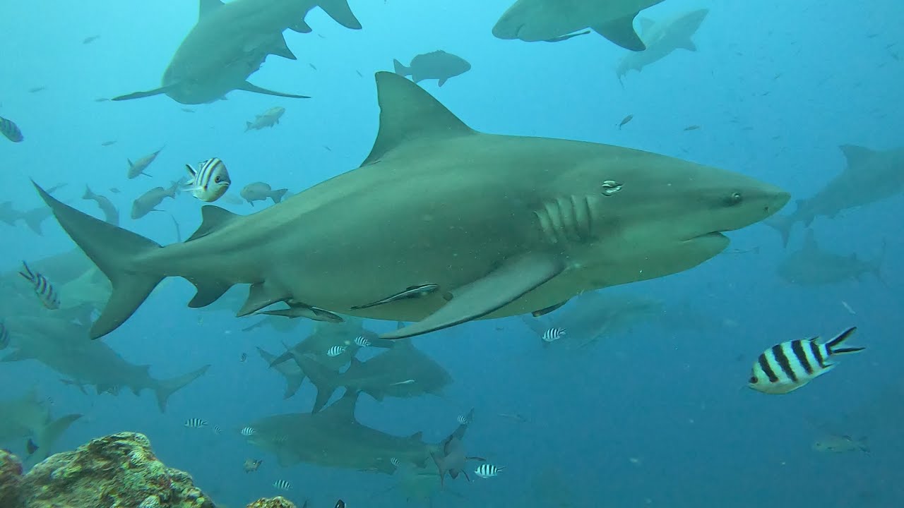 251009 피지 - 상어 다이빙 shark diving 2-1 (베카어드벤처)