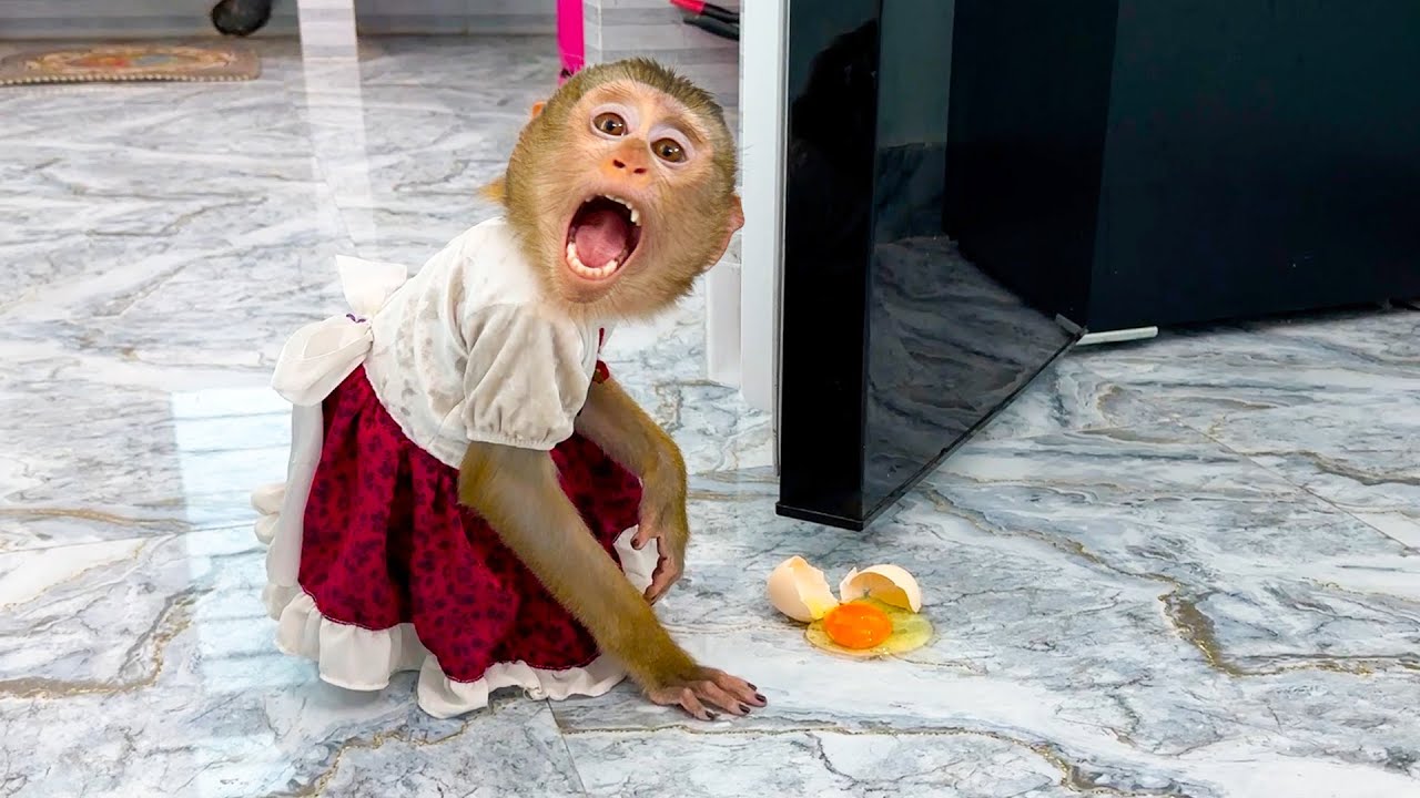Monkey Kaka froze after accidentally breaking an egg