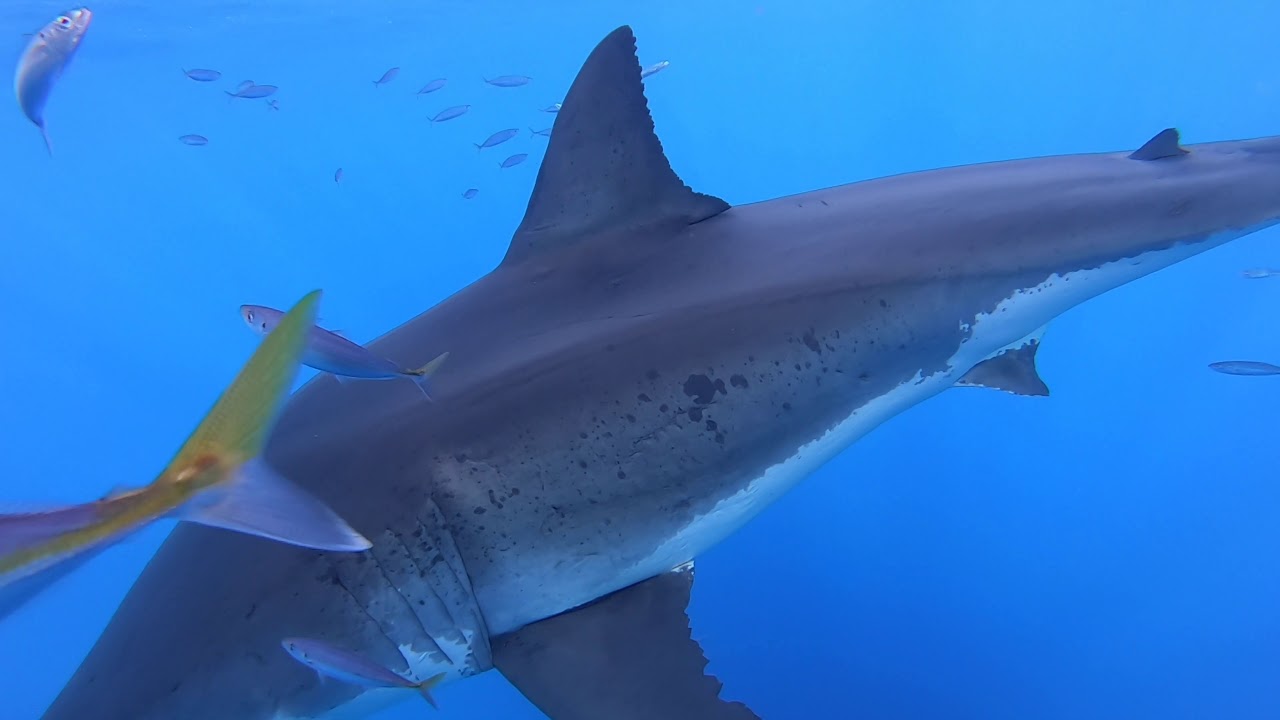 Great White Sharks of Guadalupe Island, Mexico
