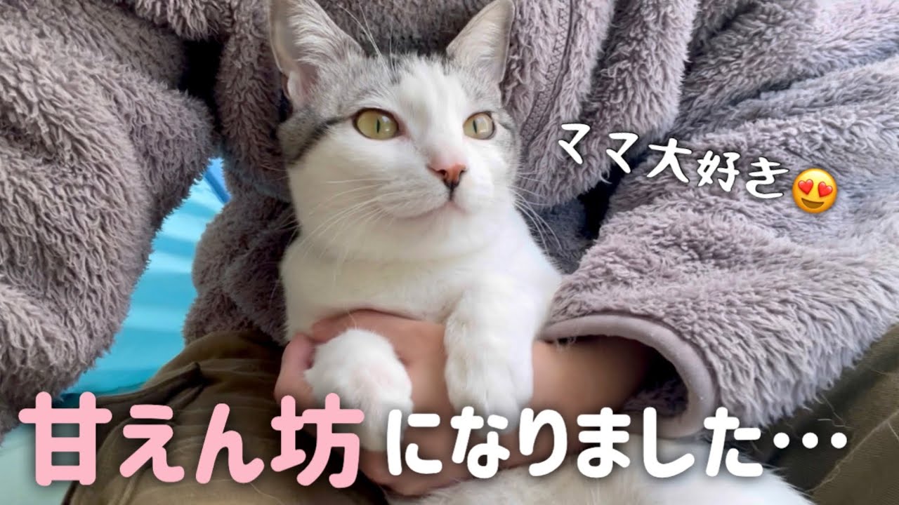 猫を溺愛しまくったら甘えん坊になりました…