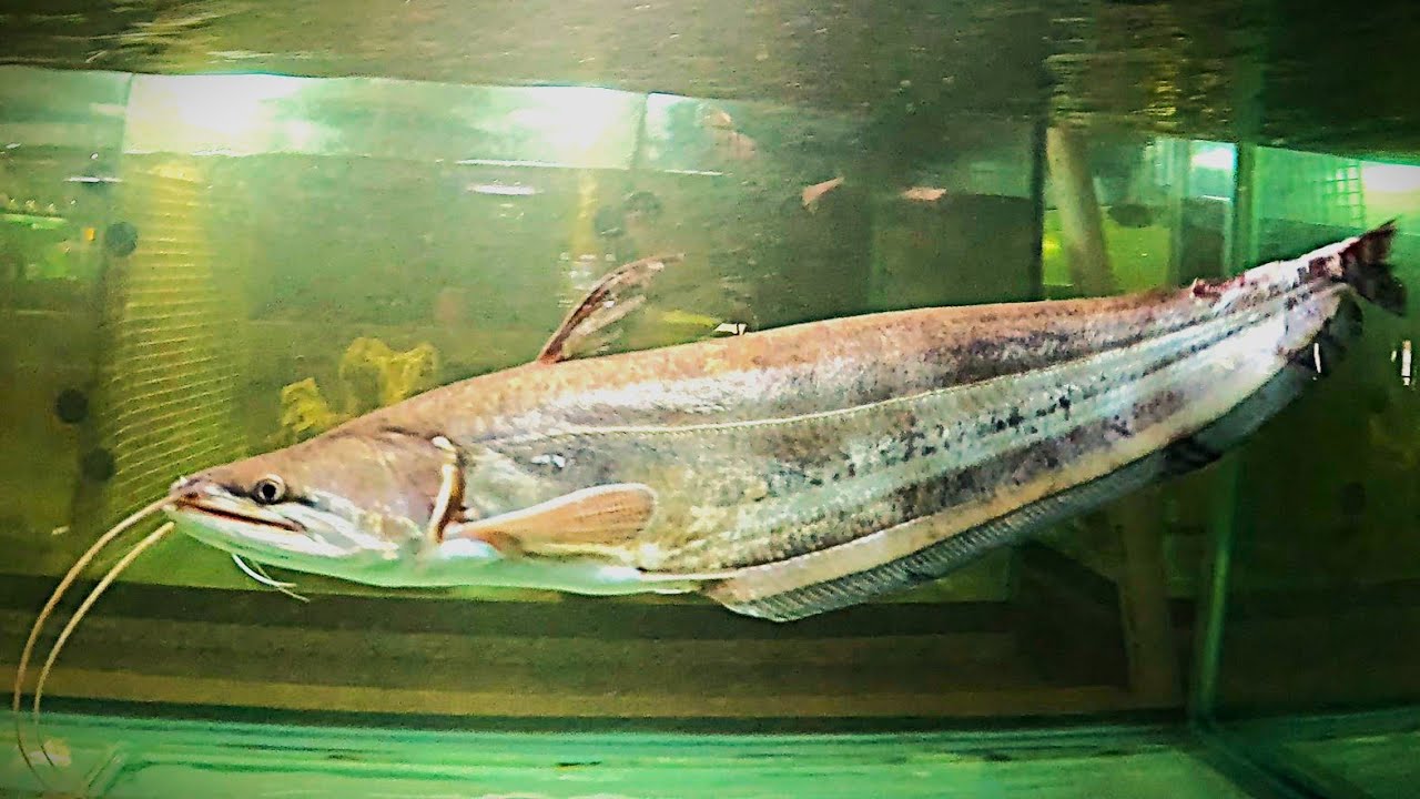Этот соблазнительный и аппетитный, танцующий хвостик атту похож на маленькую рыбку! Первый выброс...