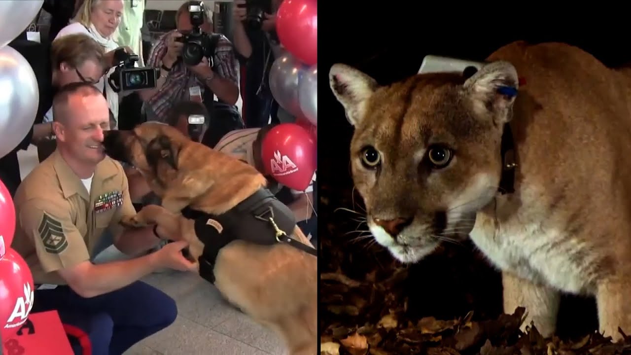 Saying Goodbye to Beloved Animals