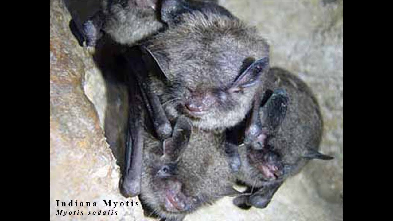 Tips on installing a bat house