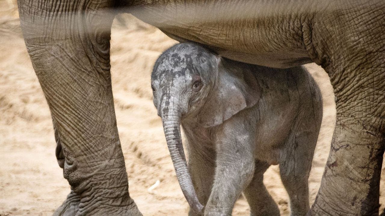 New elephant calf introduced at Omaha's Henry Doorly Zoo