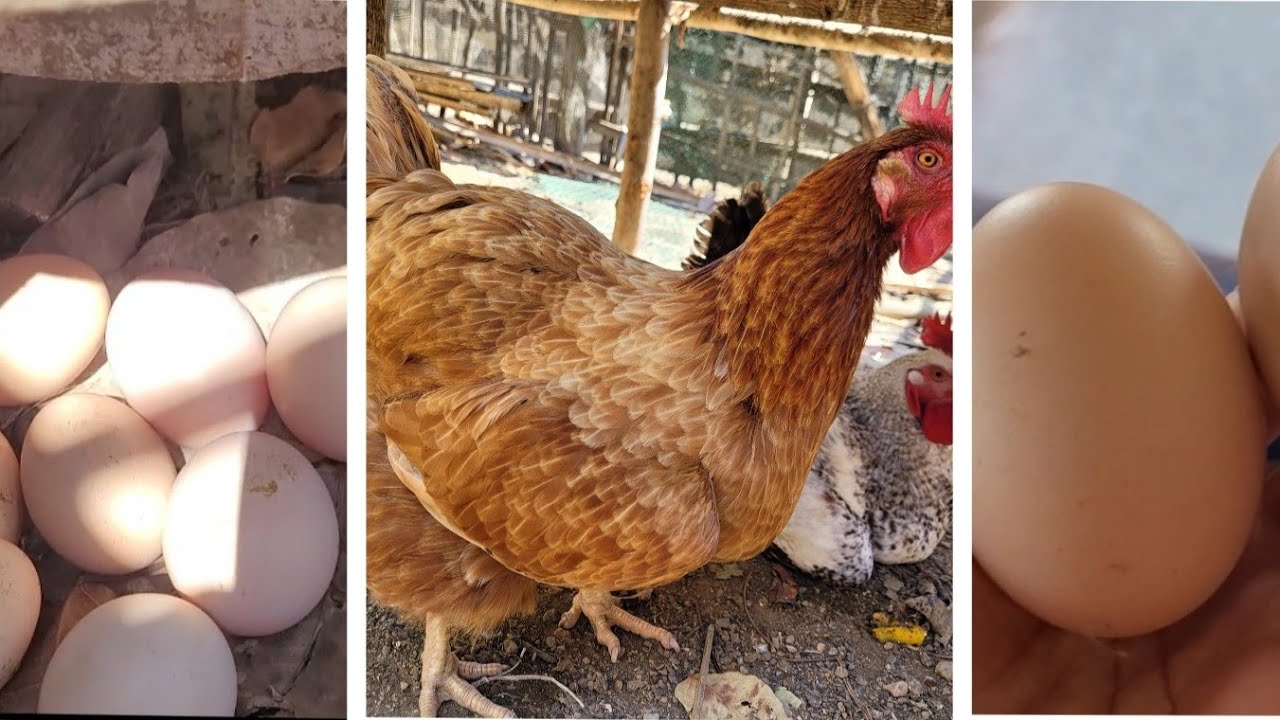 Kan Ar🐓 Rainbowrooster leh Layer tui ka la🥚🥚🥚