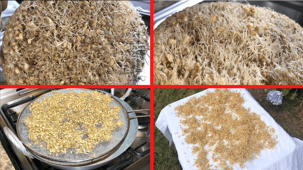 Samnak / Angoori For Sohan Halwa - How to make Wheat Sprouts at Home -With & Without Sun (Both Ways)