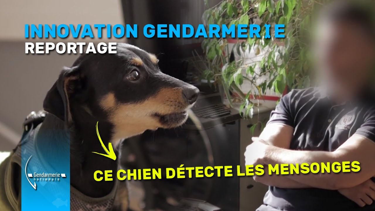Un chien de la #gendarmerie formé à détecter les mensonges