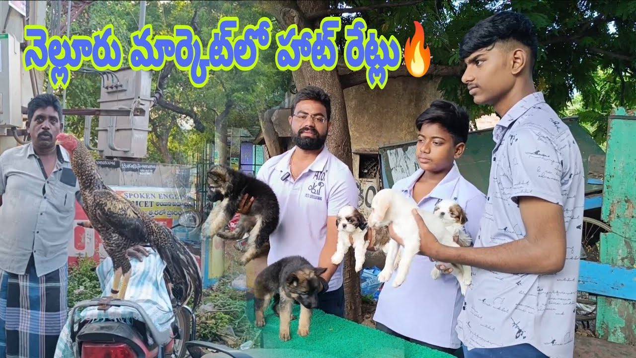 నెల్లూరులో పెంపుడు జంతువుల సంత@ S K N NELLORE 