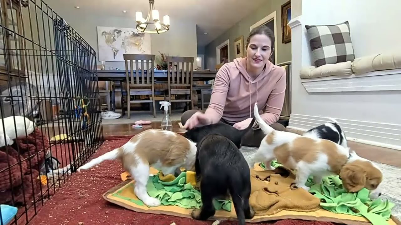 Cavalier Puppy Livestream: Snufflemat Lunch & Exploring the House with Friends