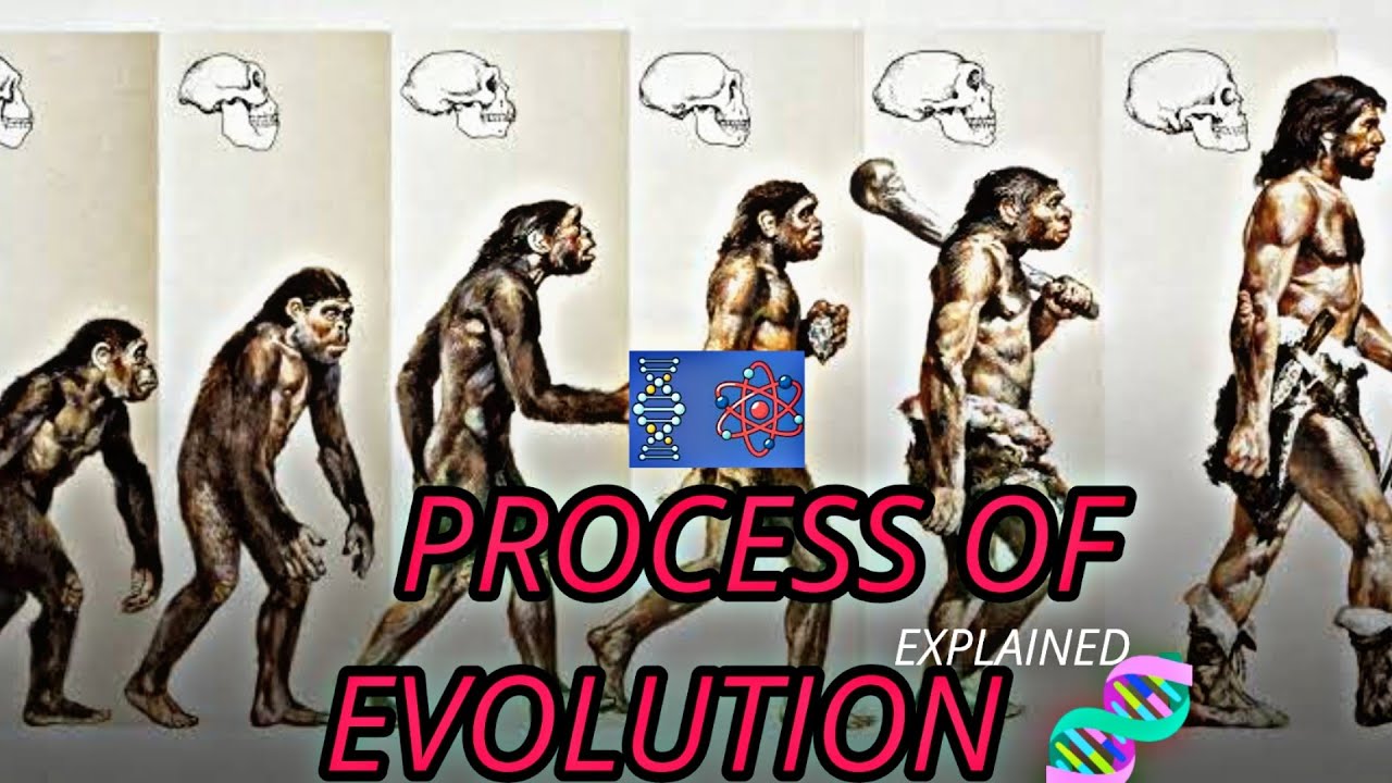 Evolution Explored : From Primordial Past to Diverse Present | SapienSphere|