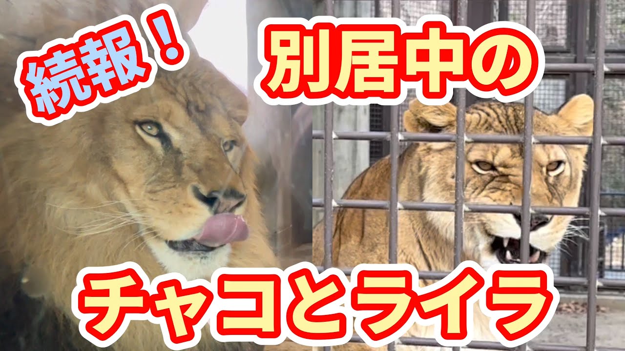 【ライオン】続報！別居中のチャコとライラ（修正版）