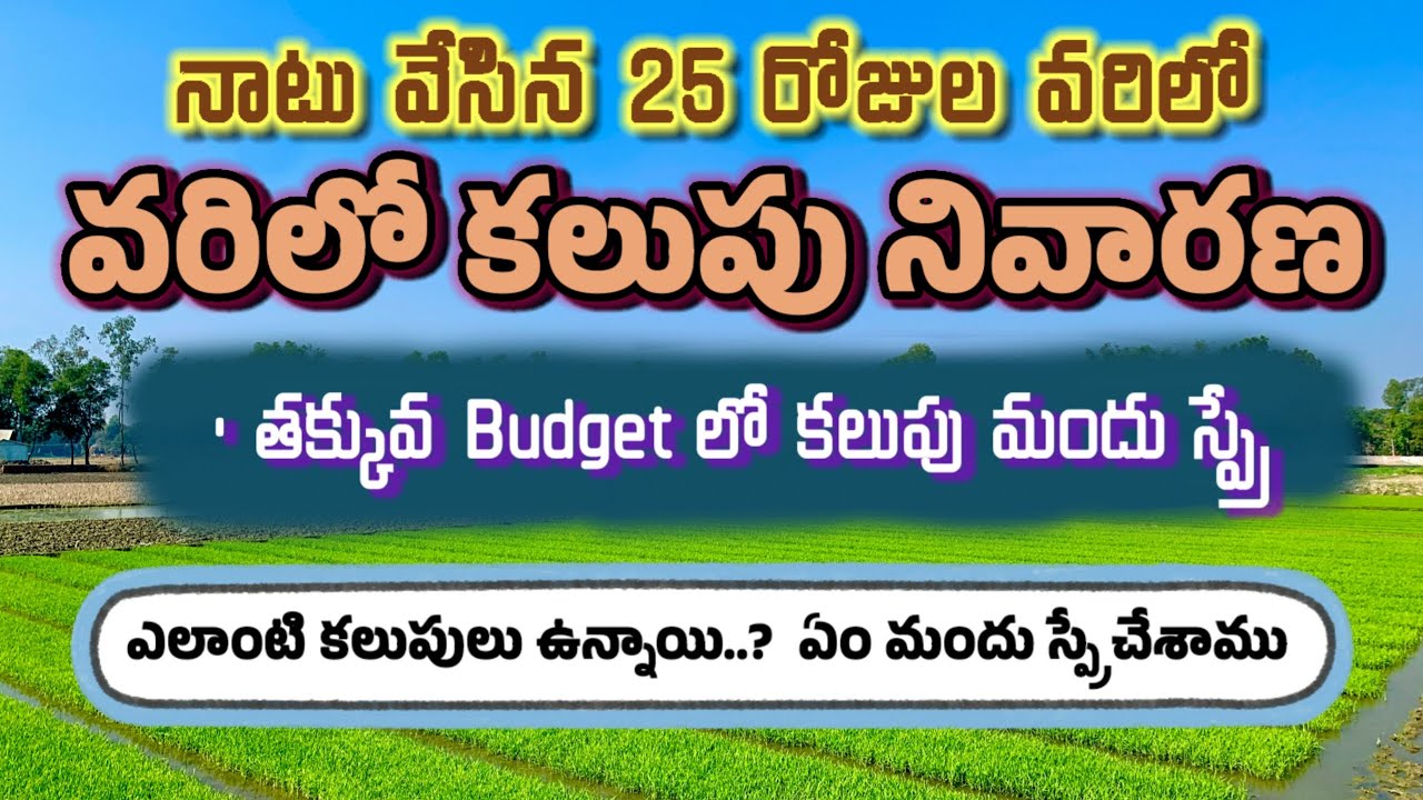 నాటు వేసినవరిలో కలుపునివారణ|varilo kalupu nivarana| Herbicede Spring in Paddy|#కలుపుమందులు