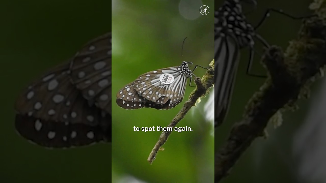 The incredible butterfly migration across southern India | Milkweed migration explained