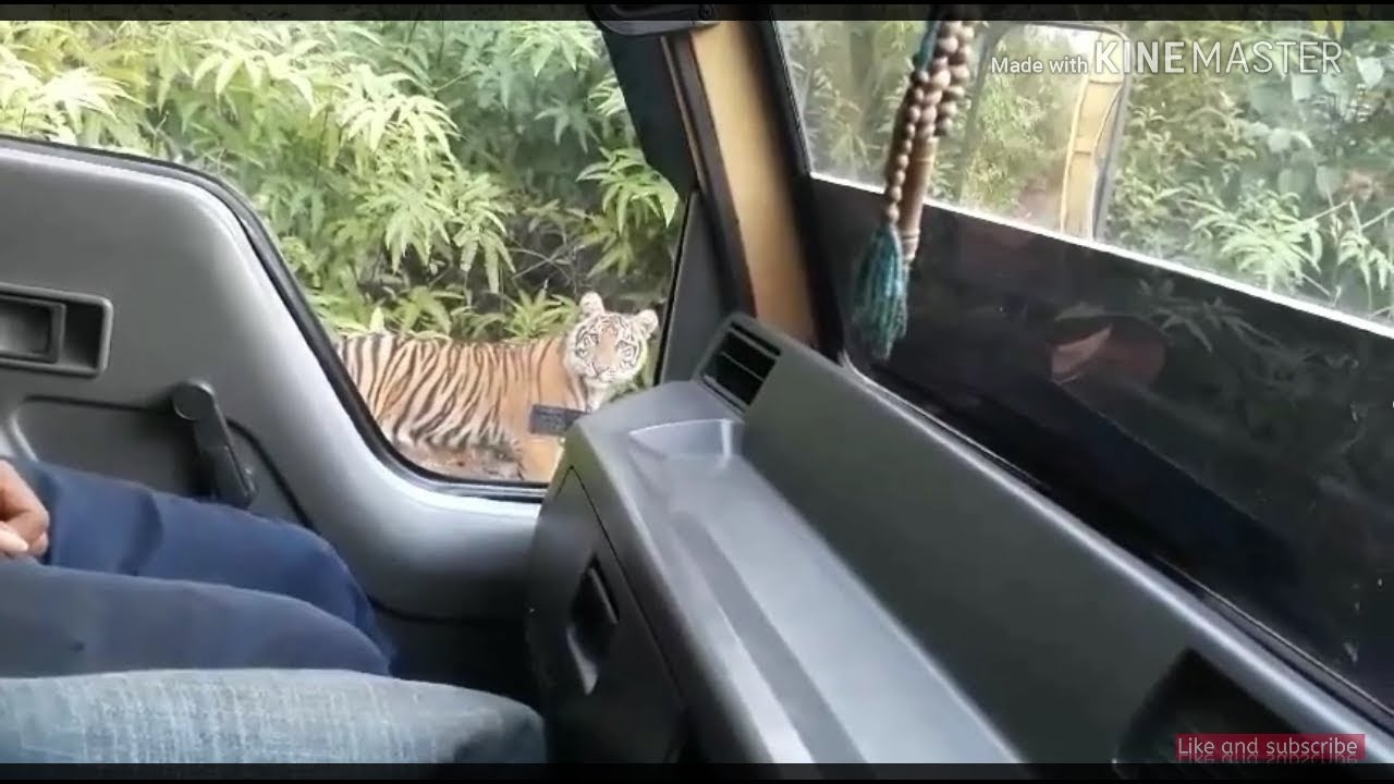 Lagi viral di Aceh!!.. Sopir truk di hadang oleh tiga harimau Sumatera