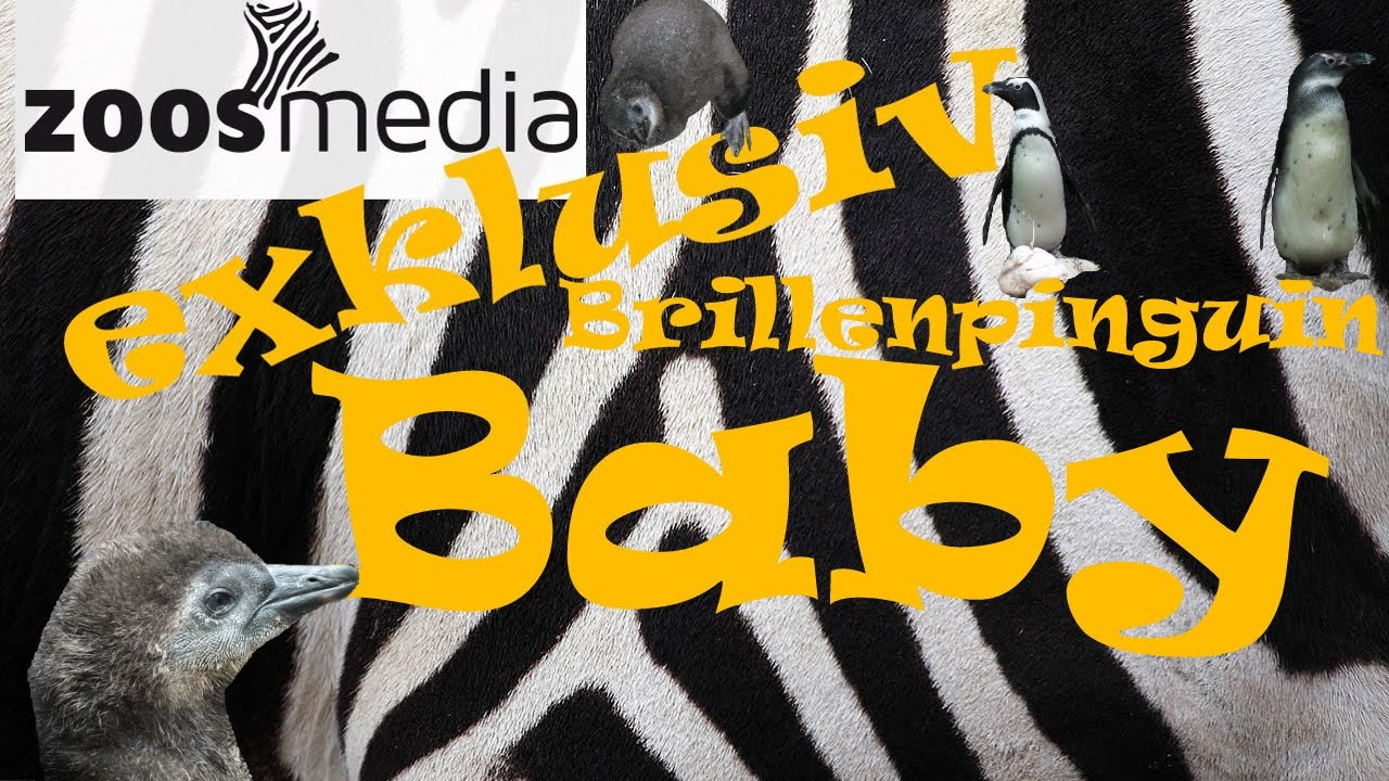 Exklusiv: Pinguin-Baby im Zoo Duisburg | zoos.media