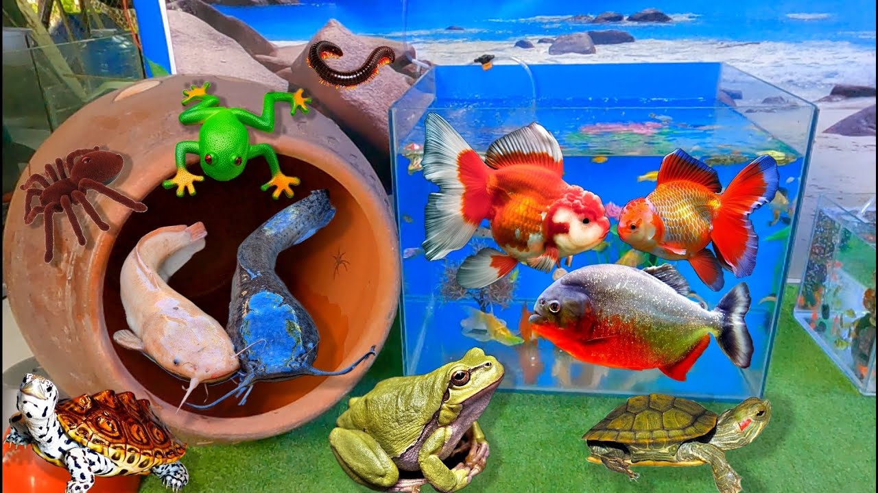 Bắt được rất nhiều c&aacute; cảnh đẹp trong ao nhỏ, c&aacute; sấu, c&aacute; tr&ecirc; panda, c&aacute; thần ti&ecirc;n koi, r&ugrave;a