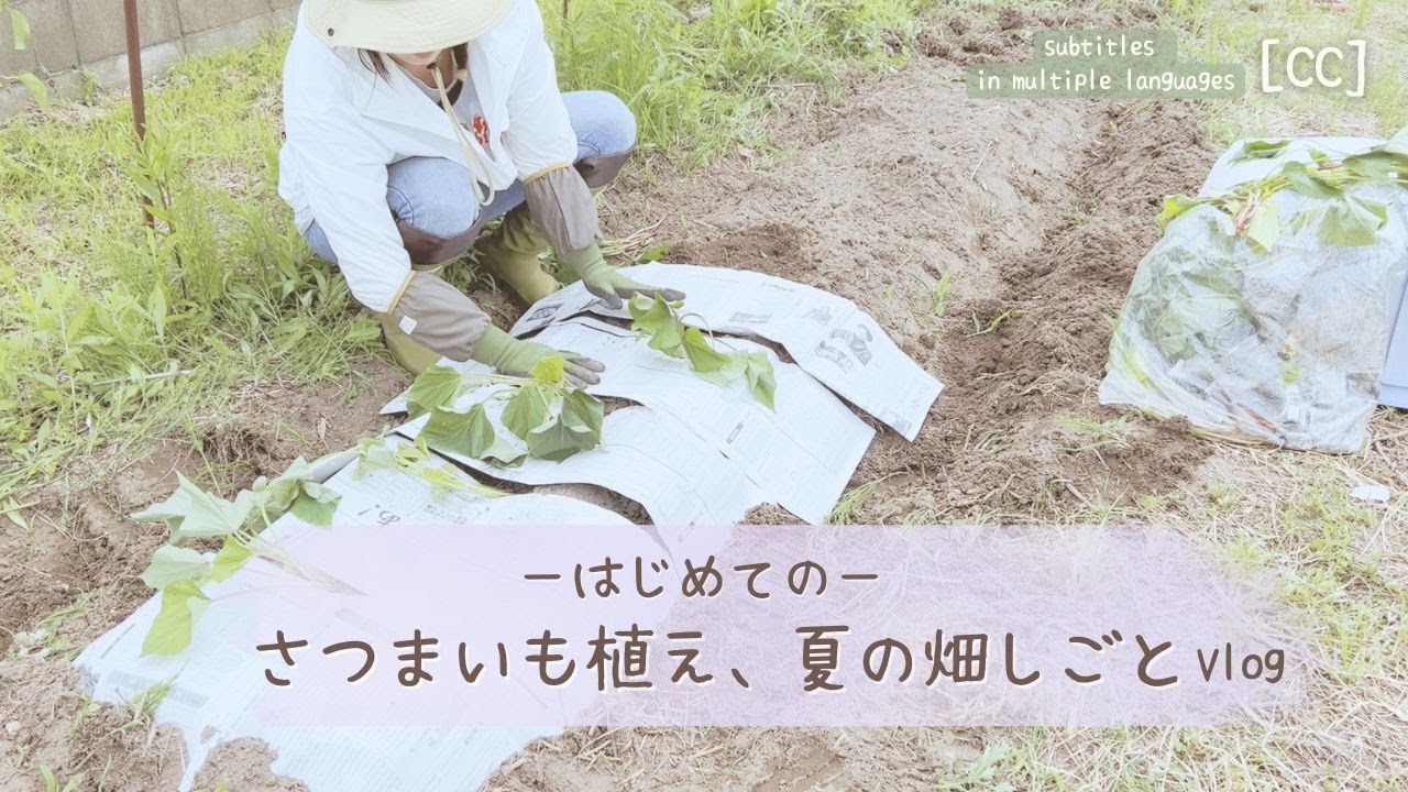 はじめてのさつまいも栽培｜畝立て・新聞マルチ・苗の植え方と秋の支度 [字幕]